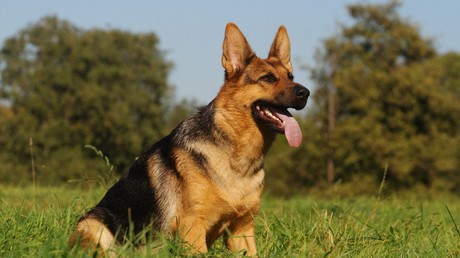 Hund beschützt Besitzer bei bewaffnetem Einbruch und wird fast erschossen