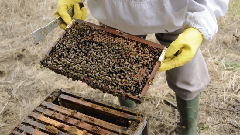 Eine Million Bienen nach Diebstahl vermisst: Imker befürchtet Bienen-Expansion in Oxfordshire