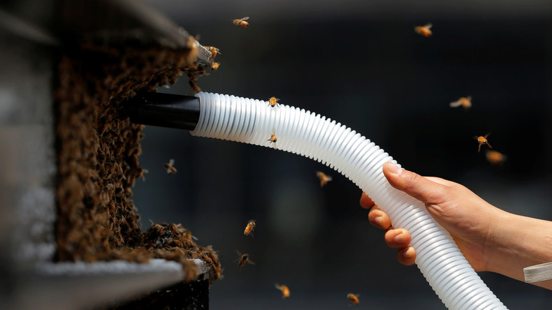 Imkerverbände warnen vor Importbienen und wollen "Immenbörse" als Mittel gegen Parasiten einrichten