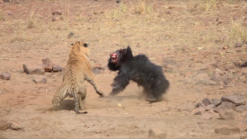 Indien: Spannendes Naturschauspiel – Bärenmutter kämpft erbittert gegen Tiger
