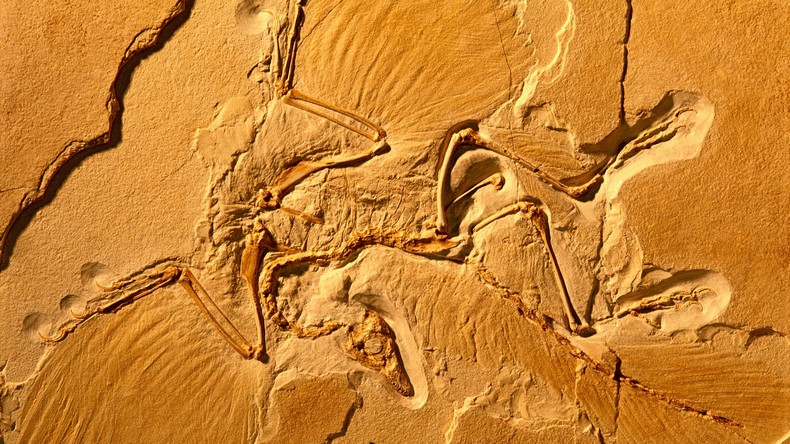 127 Millionen Jahre altes Küken bringt Evolutionsforscher weiter 