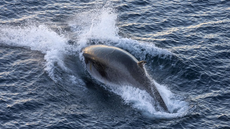 Norwegen hebt Quote für Fang von Zwergwalen deutlich an 