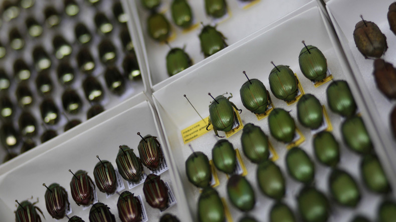 Von der Natur abgekupfert: Käfer inspiriert Forscher zu ultraweißer Beschichtung
