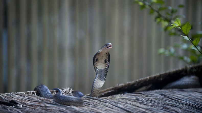 US-Polizei findet bei ehemaligem Zoo-Mitarbeiter 17 gefährliche Reptilien