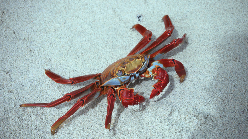 Krabbe kämpft mit Messer gegen Mann und verliert 