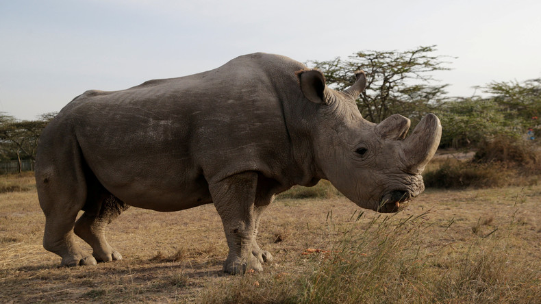 Letztes männliches Nördliches Breitmaulnashorn der Welt gestorben – nur zwei Weibchen geblieben