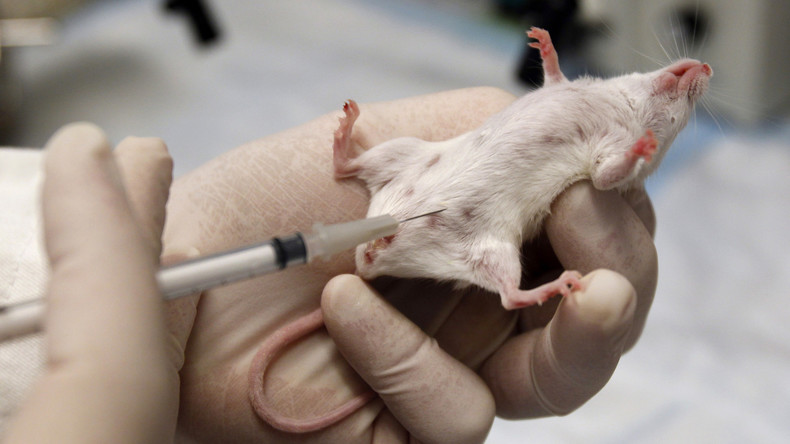 Zu viel des Guten: Britisches Labor züchtet versehentlich 180.000 Versuchsmäuse