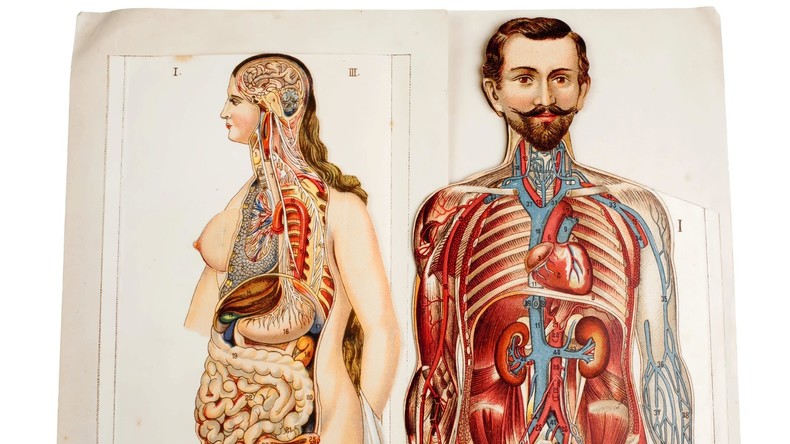 Nosce te ipsum: Wissenschaftler wollen größtes bisher unbekanntes Organ entdeckt haben 