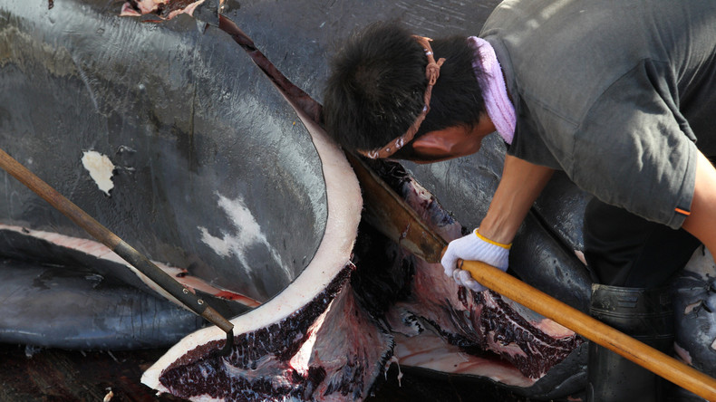 Japans Walfänger kehren mit 333 getöteten Zwergwalen aus Antarktis zurück