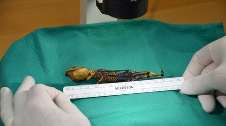 Rätsel gelöst: Forscher kennen jetzt den Herkunftsplaneten des versteinerten "Aliens"