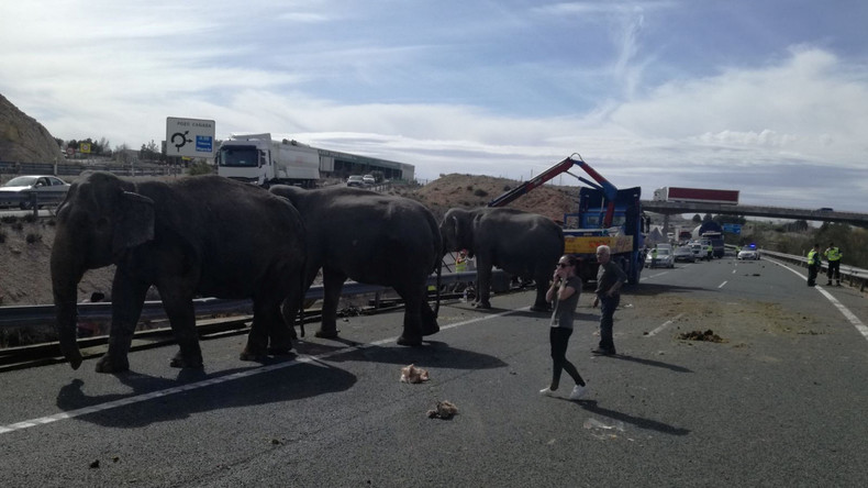 Unfall mit Elefantentransporter in Spanien kostet ein Tier das Leben