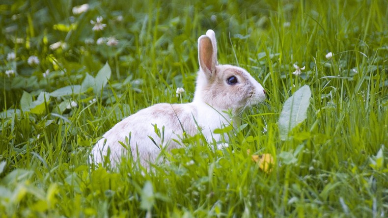 Frohe Ostern? Tierpräparator verwandelt totes Kaninchen in Toaster