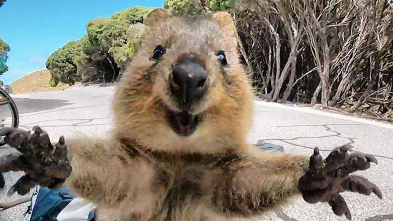 Instagram beschloss, dass Selfies den Quokkas schaden – Australier sind empört