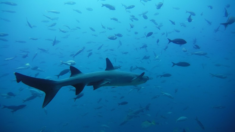 Geburtshelfer bei Bedarf: Fischer rettet 98 junge Haie per Kaiserschnitt