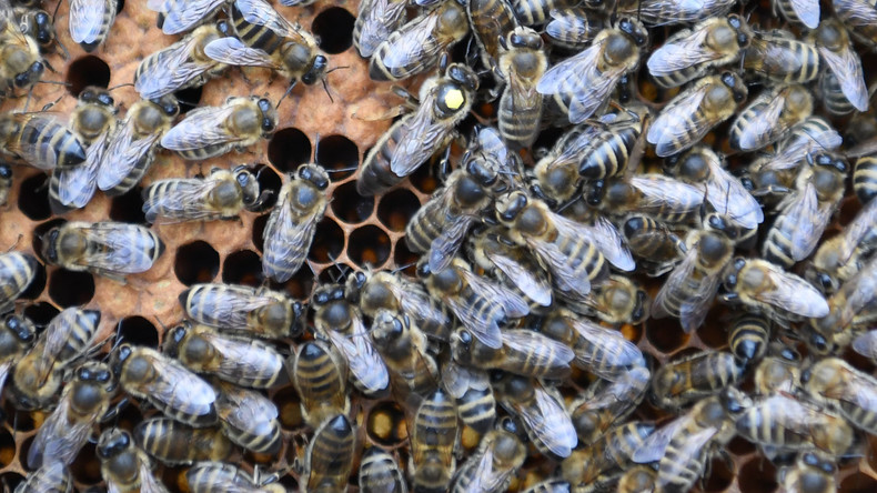 Von wütenden Bienen attackiert: Stiche verraten Insekten-Diebe in Israel 