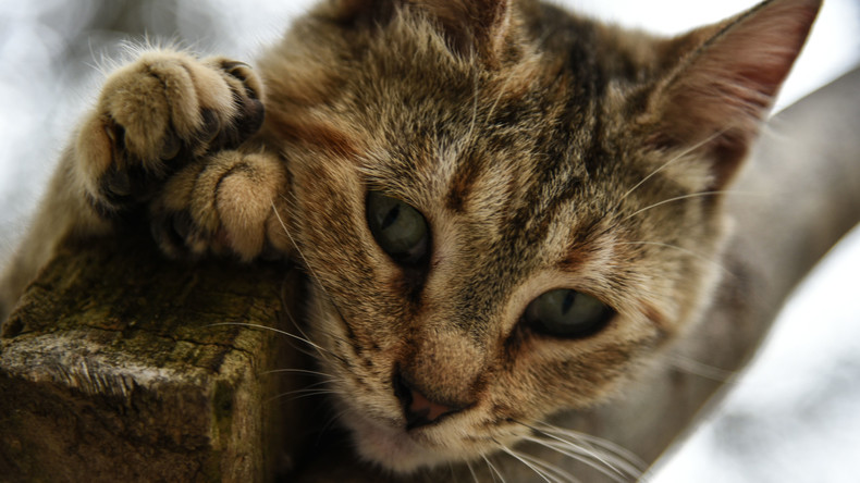 Free the Cats: Katzen bekommen Zugang zu Kellerräumen in Apartmenthäusern in Russland