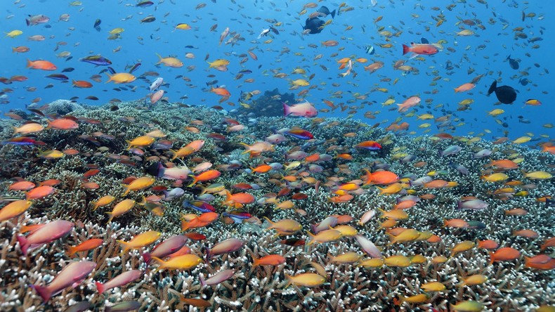 Wissenschaftler: Bedeutender Teil von Australiens Great Barrier Reef durch Hitzewelle vernichtet