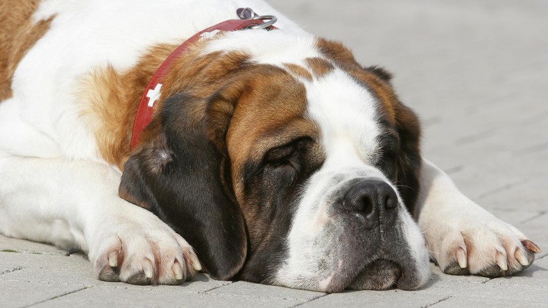 Ende gut, alles gut: Tumor bei Hund entpuppt sich als unverdaute Plüschtiere
