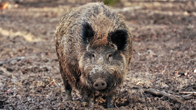 Afrikanische Schweinepest tritt erstmals in Ungarn auf
