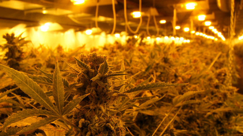 Beihilfe zum Drogenhandel: Vermieter muss Strom für Cannabisplantage zahlen