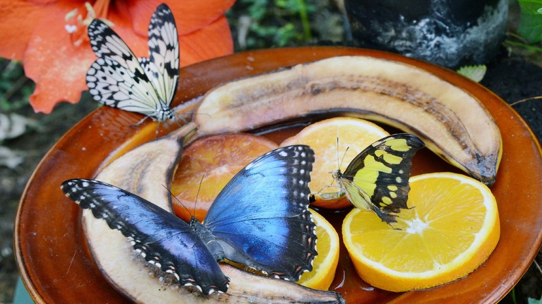 Frau lässt Schmetterling aus Wintergarten mitgehen und kommt in Haft
