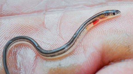 Hundertausende Jungaale in der Elbe ausgesetzt – Aktion soll Tiere vor Aussterben retten