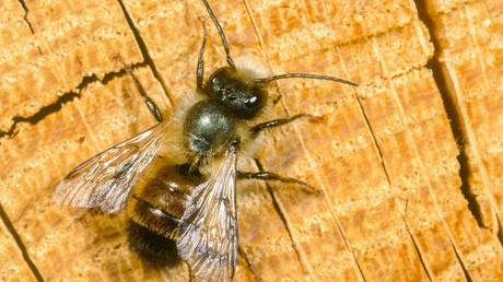 Zu Schädlich für Bienen: EU-Staaten verbieten Einsatz bestimmter Insektengifte auf Äckern