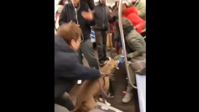 Nach Streit um Dogspreading in New York: Pitbull greift Mädchen in U-Bahn an 