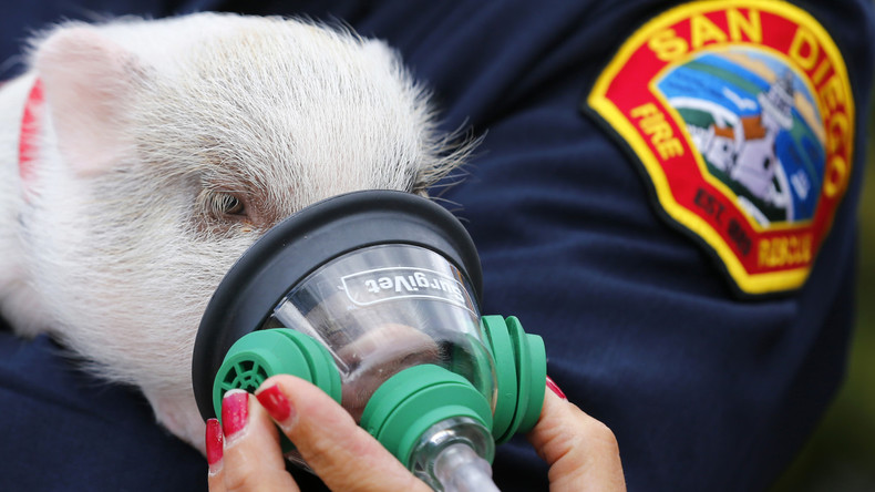 Erste Feuerwehren werden mit Beatmungsmasken für Haustiere ausgerüstet