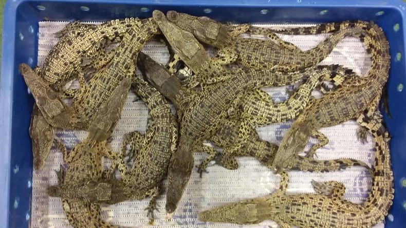 Britische Behörden beschlagnahmen 50 Krokodile aus Malaysia
