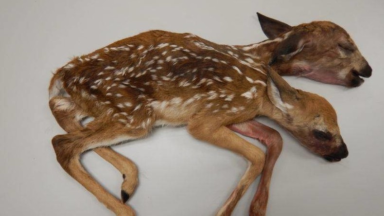 Eine Horrorgeschichte aus dem Walde: Pilzsucher findet Bambi mit zwei Köpfen
