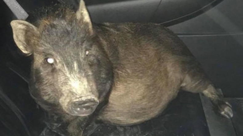 Lästige Begleitung: Mann ruft Polizei, weil Schwein ihn verfolgt - diese hält ihn für betrunken