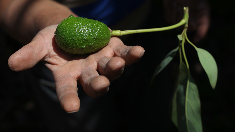 Der Satte versteht den Hungrigen nicht: EU-Appetit auf Avocados lässt chilenische Bauern verdursten