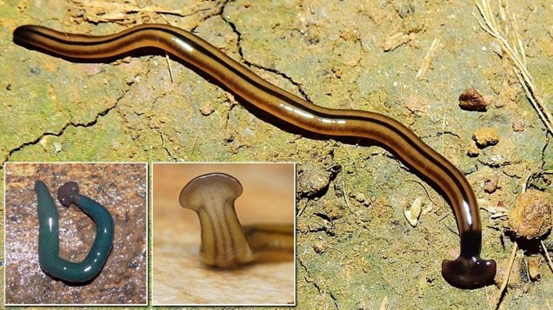 Wissenschaftler schlagen Alarm: Karnivore Plattwürmer aus Asien und Afrika überfluten Frankreich