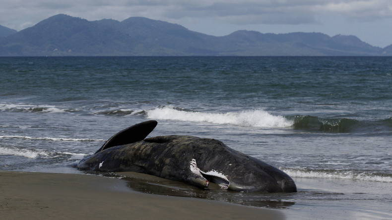 Acht Pottwale stranden in Neuseeland: Behörden möchten Massensterben der Meeressäuger untersuchen