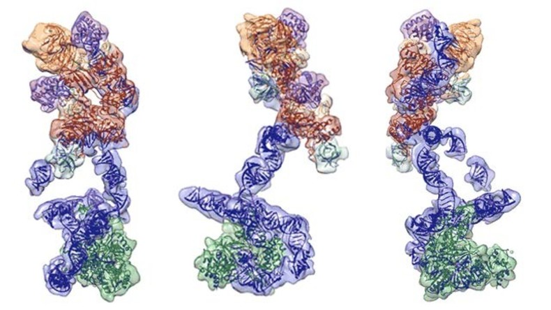 Jungbrunnen-Enzym des Menschen ganz groß: Erste Nahaufnahmen von Telomerase