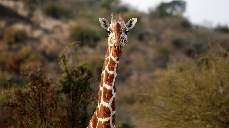 Todesfall im Zoo Lissabon: Junge Giraffen-Mutter stürzt in Graben, weil Besucher sie füttern wollte