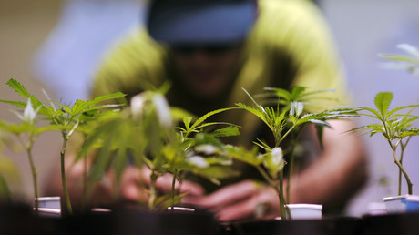 Mieter bauen Einfamilienhäuser zu Hanf-Plantagen um – Österreichs Polizei zerschlägt Drogenbande