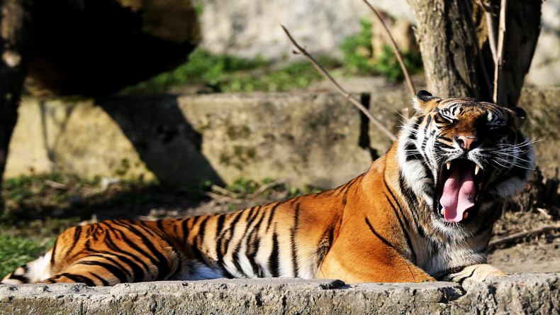 Raubtiere nach Hochwasser aus Zoo in Rheinland-Pfalz ausgebrochen: Löwen, Tiger und Jaguar gesucht