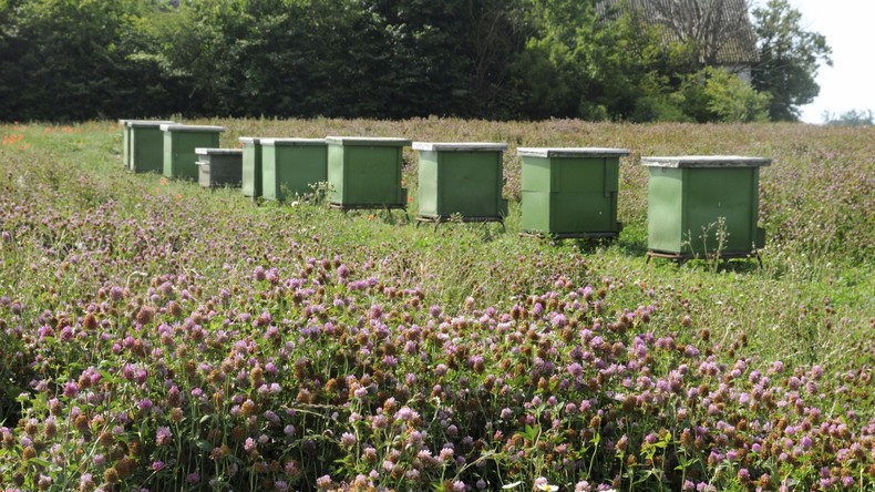 Diebe stehlen in Schweden gut zwei Millionen Bienen samt 1.000 Litern Honig