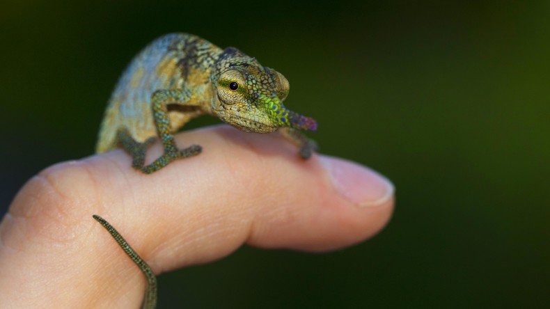 Lebendige Urlaubsandenken: Mann versteckt über 250 Geckos und Chamäleons im Rucksack