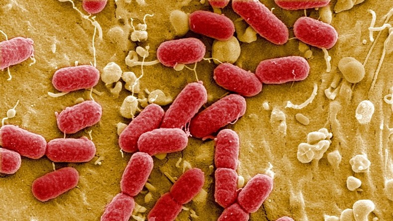 EHEC-Ausbruch in den USA: Erreger aus Römersalat tötet fünf Menschen