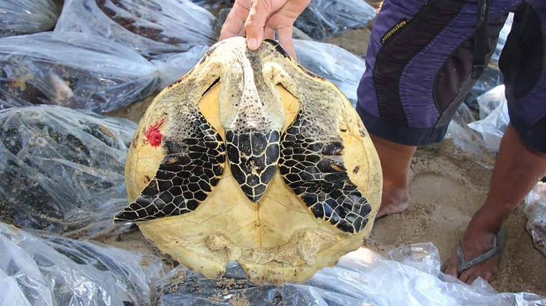 Vietnamese sammelt illegal 7.000 tote Schildkröten - viereinhalb Jahre Haft