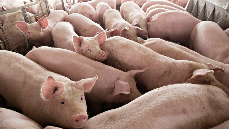 Reaktion auf Trumps Industriezölle: Mexiko belastet künftig Importe auf US-Schweinefleisch