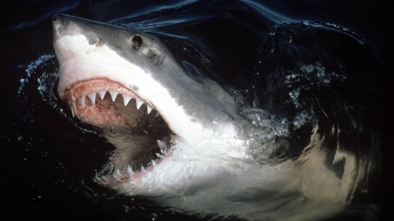 Scharfes Souvenir: Weißer Hai scheitert beim Angriff auf Surfer – hinterlässt dafür Zahn im Brett