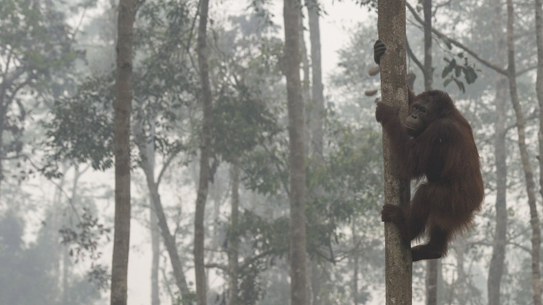 Ungleicher Kampf: Orang-Utan kämpft gegen Bagger, um seinen Wald vor Holzfällern zu retten 