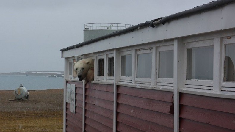 Eisbär verwüstet Lebensmittellager und bleibt im Fenster stecken