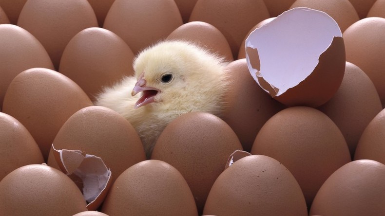 Leben in Abfällen: Georgische Hühnerfarm entsorgt hunderte Eier – Küken erobern Müllhalde