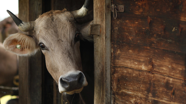 Ende der EU-Grenzposse: Bulgarische Kuh Penka wird nicht geschlachtet