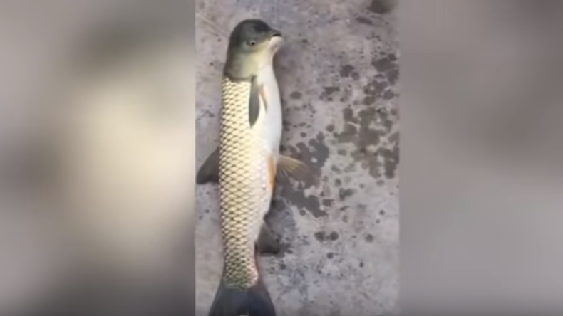 Vogel oder doch Fisch? Chinesischer Angler holt seltsames Tier aus dem Wasser